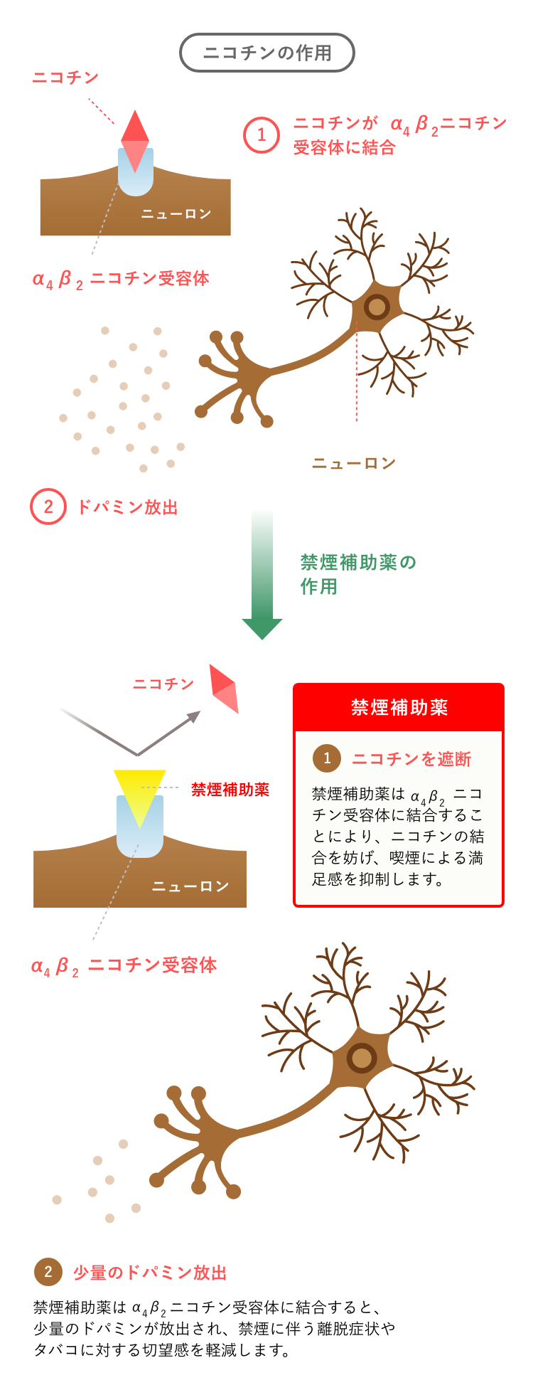 クリニック 人間ドック シティ 大宮